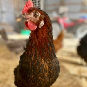 Meet your Posher, Lorie